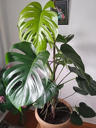 Комнатные растения: монстера делициоза и диффенбахия (в горшках) - at lalafo.kg Комнатные растения: монстера делициоза и диффенбахия (в горшках) -