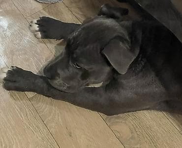 питбуль черный цена: Питбуль, 4 месяца, Самка, С прививкой, С родословной — 1