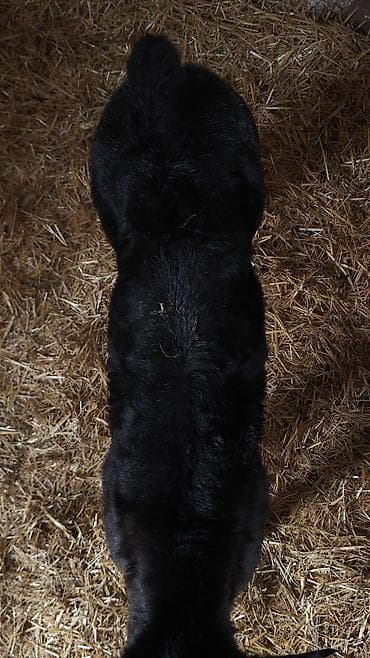 животные в добрые руки: Продаю | Тёлка | Бельгийская | На откорм, Для разведения | Искусственник — 6