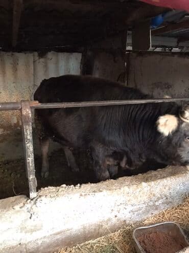 продаю в связи с переездом: Сатам | Бука (эркек) | Көбөйтүү үчүн | Байланган — 4