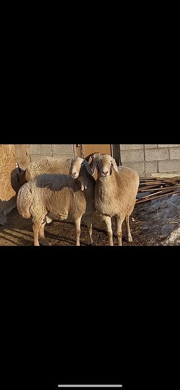 шпиц девочка: Продаю | Овца (самка) | Арашан | Для разведения | Матка — 6