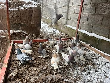 туп: Продаю голубей! — 7