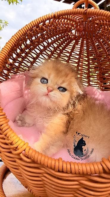 кошка котёнок: Скотиш Фолд (Шотландская вислоухая), 1 месяц, Мальчик, Золотая шиншилла, С документами, С прививками, Приучена к лотку — 5