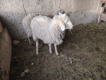 объявления о найденных животных: Продаю | Ягненок, Баран (самец) | Полукровка | На забой, Для разведения, Для шерсти | Кастрированные — 2
