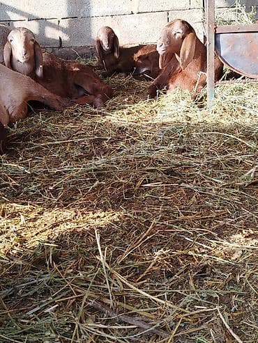 Услуги ветеринара: Продаю | Баран (самец) | Для разведения | Племенные — 4