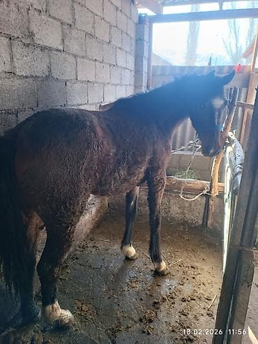 Зоотовары: Продаю | Жеребец — 2