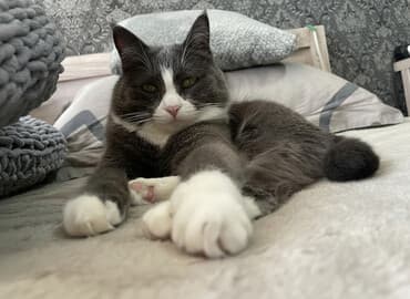 сколько стоит черепаха маленькая в бишкеке: Кошка даром: Беспородная, 4 года, Девочка, Приучена к лотку — 1