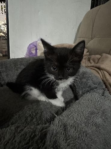 Котенок девочка