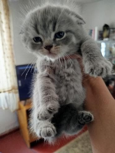 Шотландский вислоухий котёнок (Scottish Fold) - Окрас: серебристый