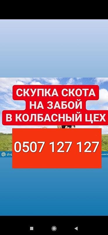 Частное лицо, Колбасный цех : Коровы, быки, Лошади, кони, Другие с/х животные, | Круглосуточно, Любое состояние, Забитый