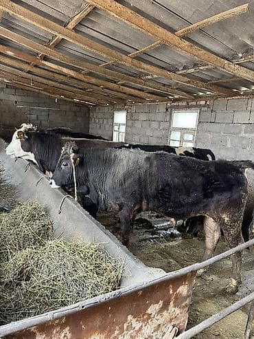 бетховен собака: Продаю | Бык (самец) | Полукровка | На откорм | Нетель — 4