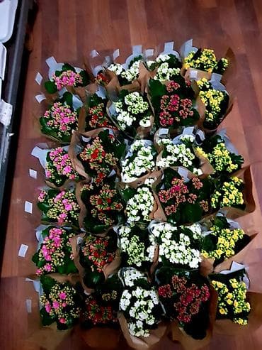 дорого: ДОРДОЙ БАЗАР. Цветочки на любой вкус и кошелек!!! Порадуйте себя и — 5