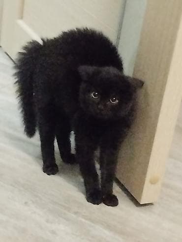 Кошка даром: Беспородная, 3 месяца, Девочка, Приучена к лотку