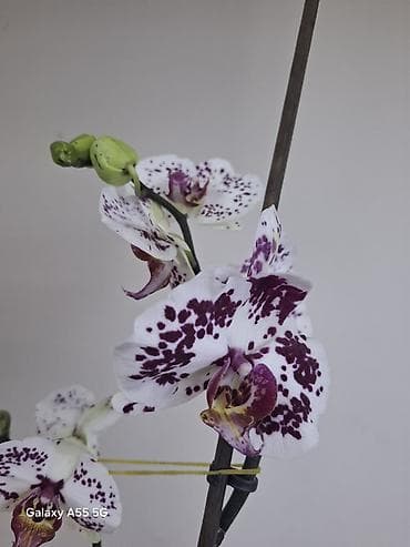 купить комнатные цветы в бишкеке дешево: 2 цветанос + горшок фитильный полив — 3