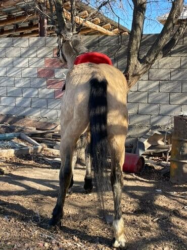 борщ кой: Продаю | Конь (самец) | Рабочий — 1