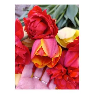 букет из бабочка: Тюльпаны срезом оптом Бишкек собираются ночью когда бутоны закрыты - — 4