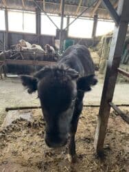 домик для собака: Продаю | Бык (самец) | Ангус | Для разведения — 1