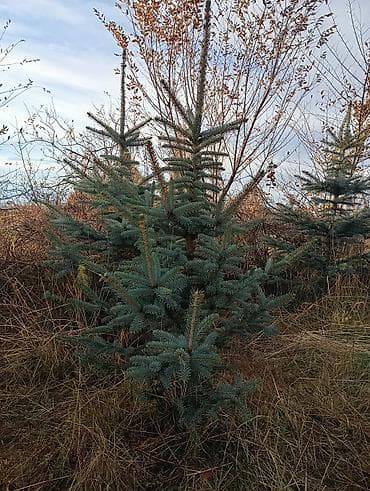 не пригодился: Ель колючая (Picea pungens, «голубая ель») — саженцы открытого грунта — 1