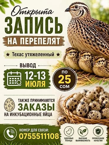 Продукты питания: Перепелята породы Техас утяжелённый и инкубационные яйца. - Открыта — 1