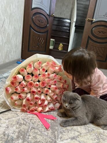 шотландская вислоухая кошка: Скотиш Фолд (Шотландская вислоухая), 8 месяцев, Мальчик, Голубой, Приучена к лотку, Проглистована, С прививками — 2