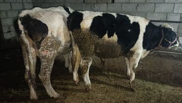 кармушка аштоо: Продаю | Бык (самец) | На откорм | Привязанные — 4