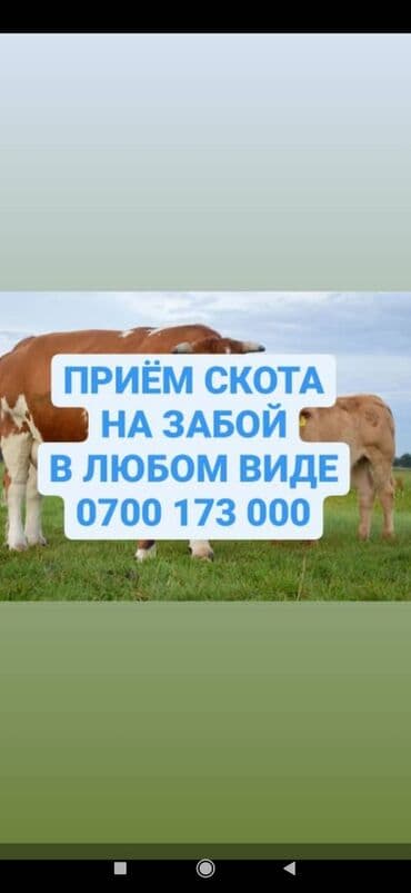 домашние птицы: Куплю | Коровы, быки, Лошади, кони, Другие с/х животные | Круглосуточно, Любое состояние, Забитый — 1