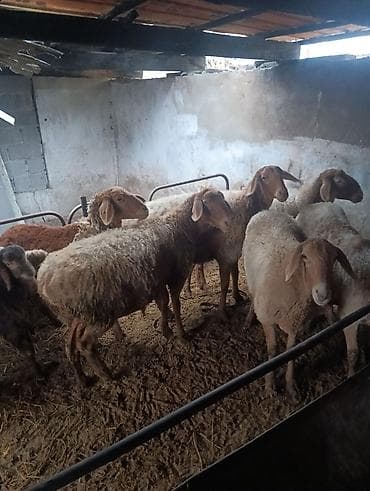 Аквариумдар: Сатам | Ургаачы кой (ургаачы), Козу | Арашан | Көбөйтүү үчүн | Ургаачы — 8