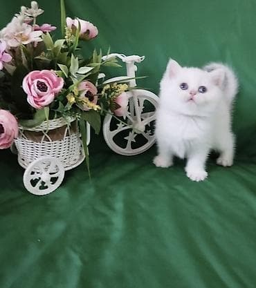 коша: Белоснежный котёнок с короткими лапками и пушистой шерстью. Порода — 5