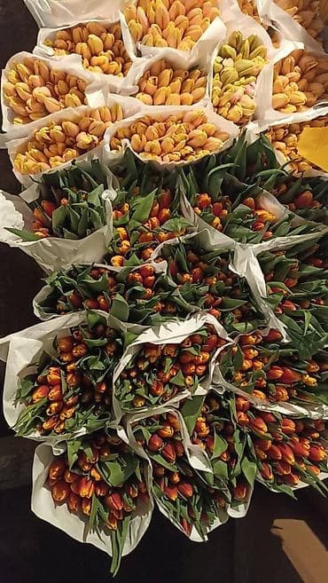 где купить тюльпаны оптом: Тюльпан оптом и в розницу,Тюльпаны срезанные, сортовые, упаковка по — 2