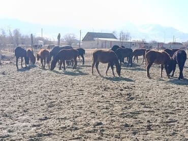 английский дог цена: Продаю | Жеребенок | Для разведения | Племенные — 3