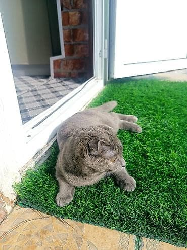 Напольные покрытия: Срочно сотаман — 1