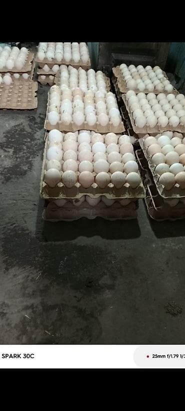 тоок гриль бишкек: Продаю. Индюшиные инкубацыонные яйца, не местные .Принимаю заказы на — 3