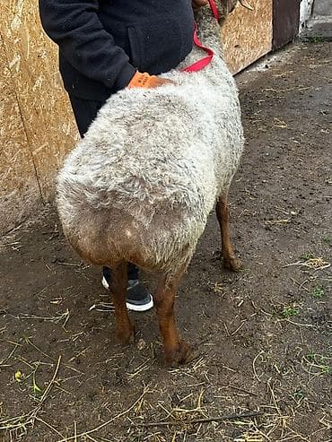 собака як: Продаю | Овца (самка) | Для разведения | Котные — 3