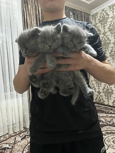 Британские короткошёрстные котята, окраса сплошной голубой (blue). Три
