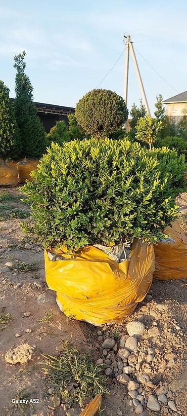 самшит купить: Саженцы деревьев: Платная доставка — 2