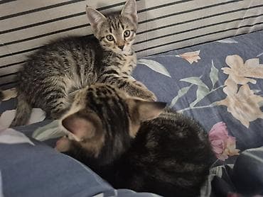 Животные: 🐾 Полосатые котята-табби в добрые руки Ищут дом очаровательные — 7