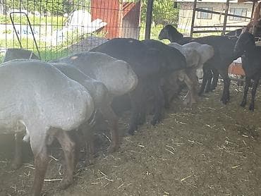 Айыл-чарба жаныбарлары: Сатам | Кочкор (эркек) | Көбөйтүү үчүн | Асыл тукумдуу — 5