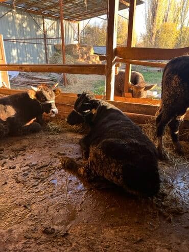 продаю музоо торпок корова самка бык самец айрширская ангус алатауская на забой для разведения на откорм племенные нетель привязанные: Продаю | Бык (самец) | На откорм | Привязанные — 16