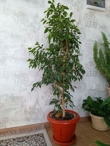 искусственный газон для мини футбольного поля цена бишкек: Цветы комнатные фикус Бенджамина высота 1 метр — 2