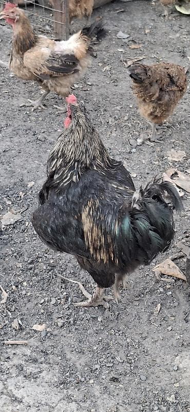 Үй жаныбарлары: Сатам | Короздор | Көбөйтүү үчүн — 2