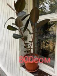 туалетный столик с подсветкой бишкек: Комнатные цветы по оптовым ценам — 3