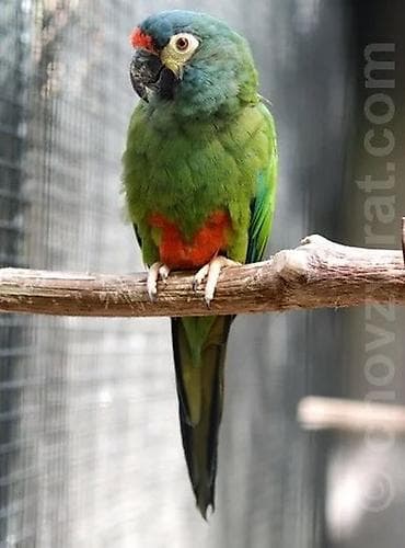 отдам даром попугая жако: Ара маракана и аврикол! Продаются идеальны без дефектов! Веселые и — 4