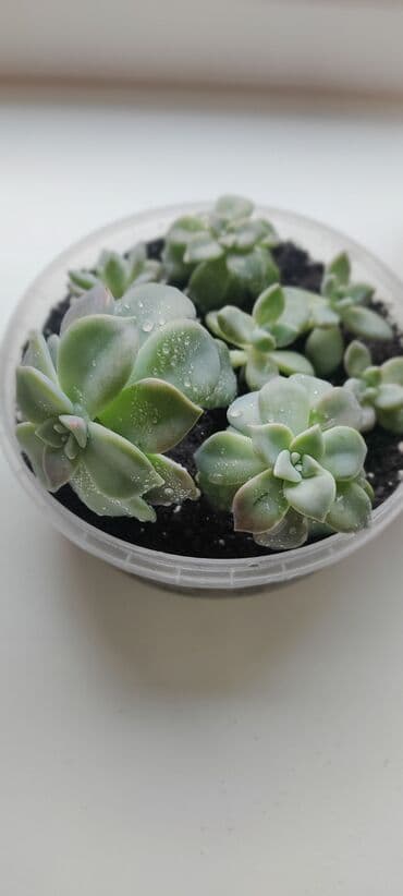 суккуленты: Суккуленты — 2