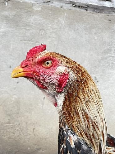 ары ящик: Сатам | Короздор | Тебиштирүүчү | Тебиштирүү үчүн — 2