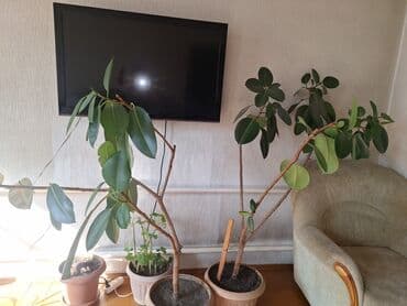кой эти баасы 2024 бишкек: Продаю фикус для офиса один 1500сом — 1