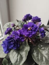 искусственные цветы бишкек инстаграм: Продаю фиалки есть детки — 11