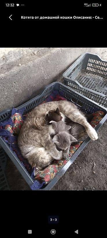 кошки серые: БЕСПЛАТНО! Котята от домашней кошки - Окрас: серые и серо-белые — 3