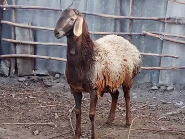 щенок немецкой овчарки купить: Продаю | Баран (самец) | Гиссарская | Для разведения — 3