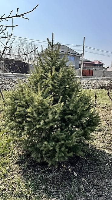 маски новогодние: Ели/сосны декоративные для участка - Хвойные растения плотной кроны — 1