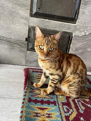 бенгал: Бенгальская кошка Отдам своего питомца, зовут Марго, родилась 14 — 1